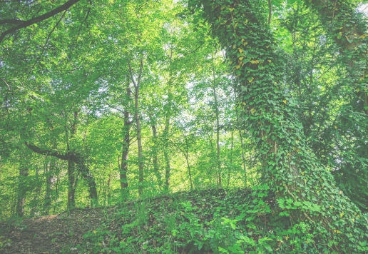 秋の新作BBQメニュー